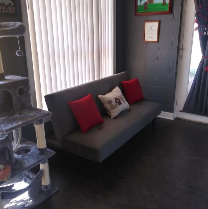 Couch and cat jungler of Woof Worx Pet Grooming