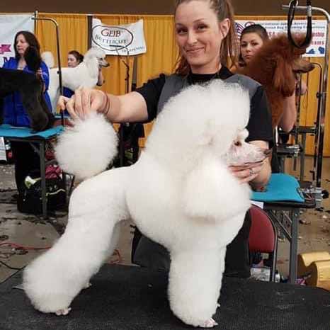 Amanda groomig a poodle at competition