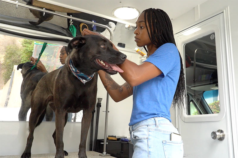 Barkbus Groomer Joy Burton cleaning dog ears