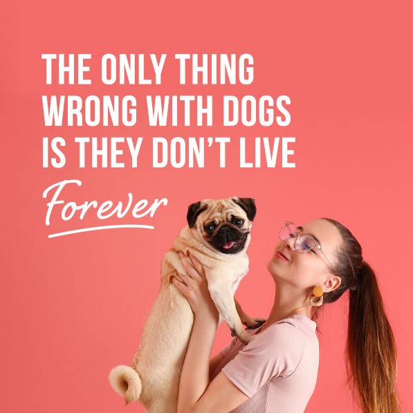 The only thing wrong with dogs is they don't live forever