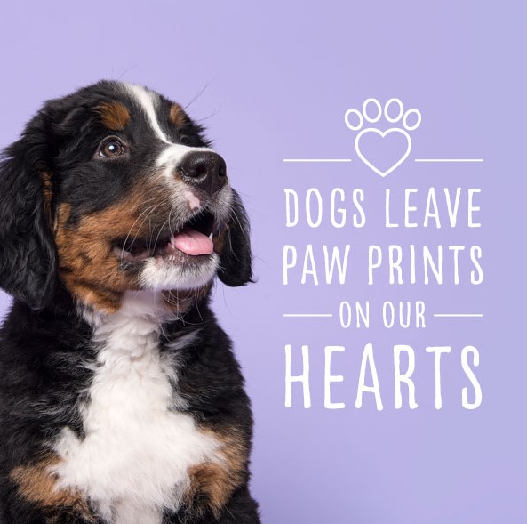 Dogs leave paw prints on our hearts