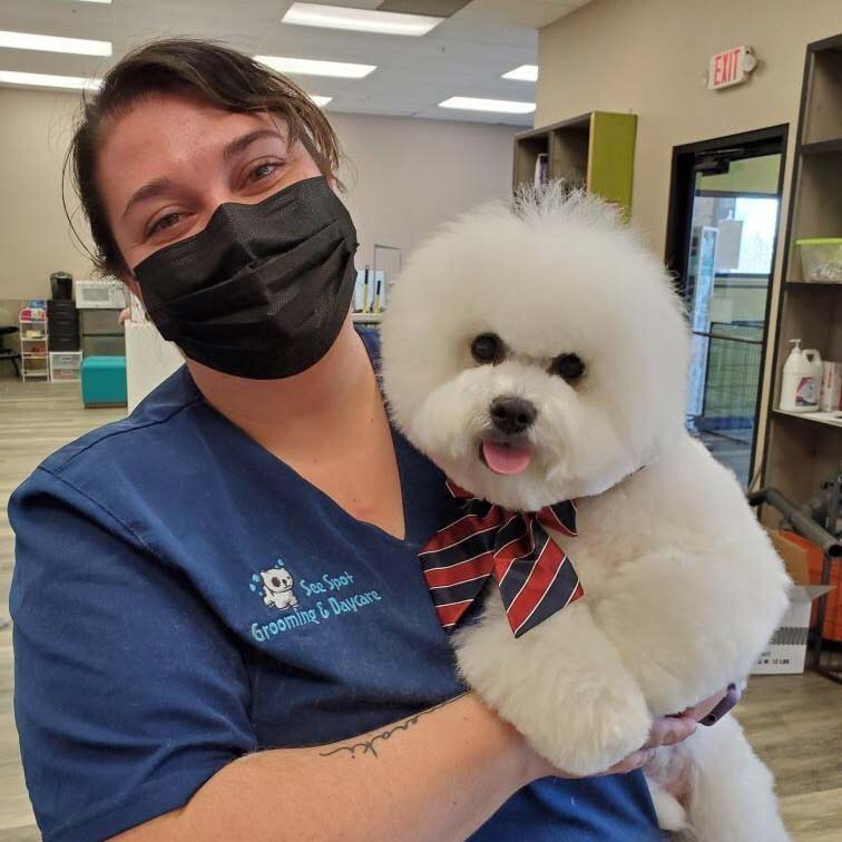 Brittney Vale with a freshly groomed Bichon