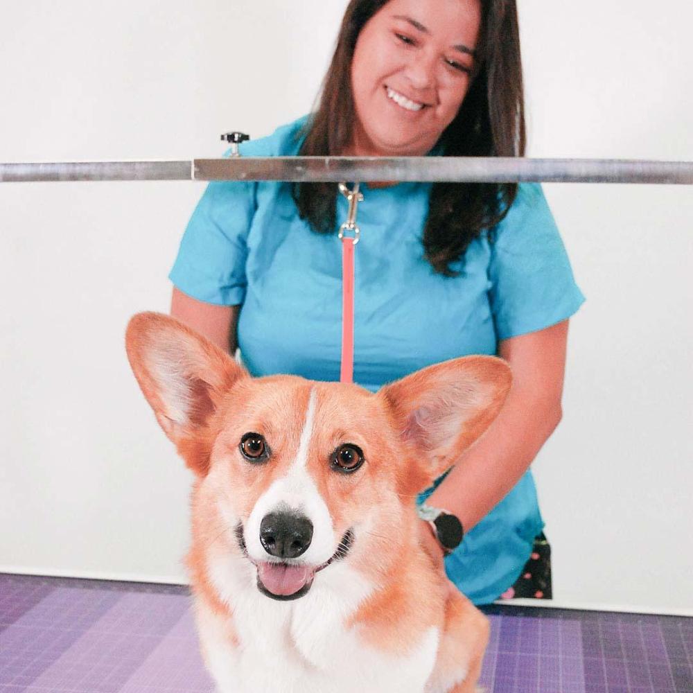 Groomer Jennifer Mayer and Finn the Corgi