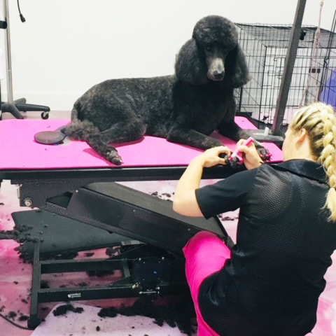 Amanda grooming a poodle on her grooming table