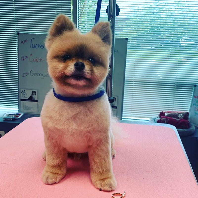 Freshly groomed Pomeranian on grooming table