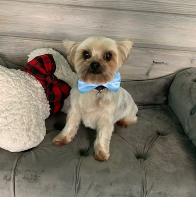 Freshly Groomed Yorkie on Dog Bed