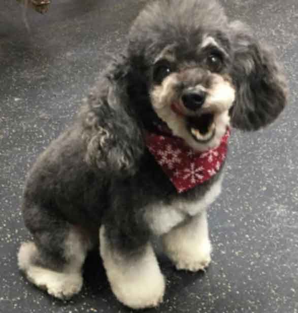 Pup with a Holiday Bandanna on