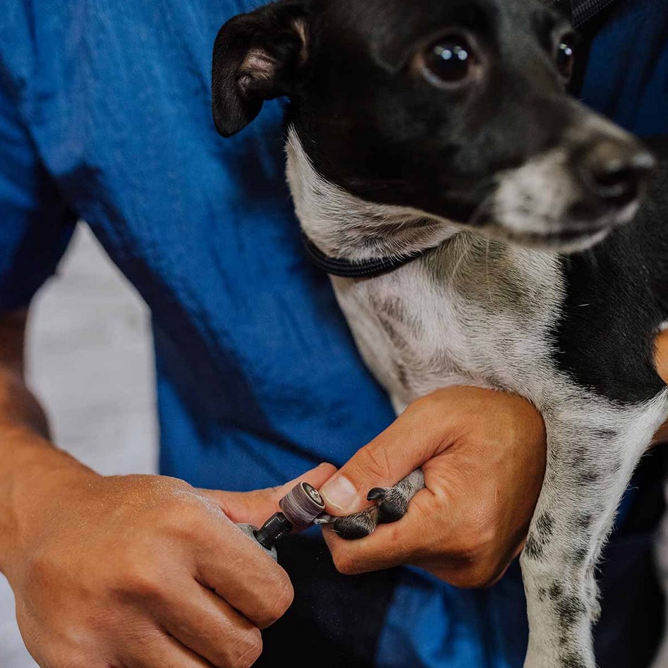 Bodhi getting his nails grinded