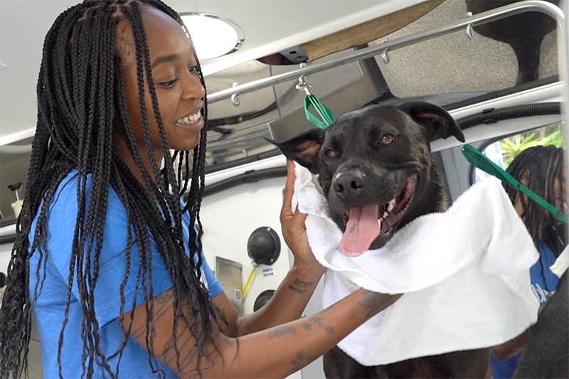 Joy Burton, from Barkbus, Drying a dog after the bath