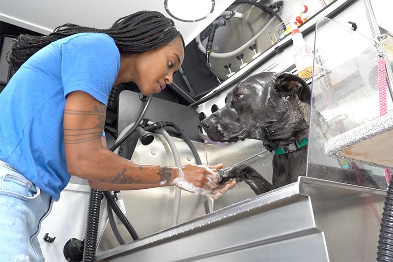 Groomer Joy Burton washing a dog in the bath tub