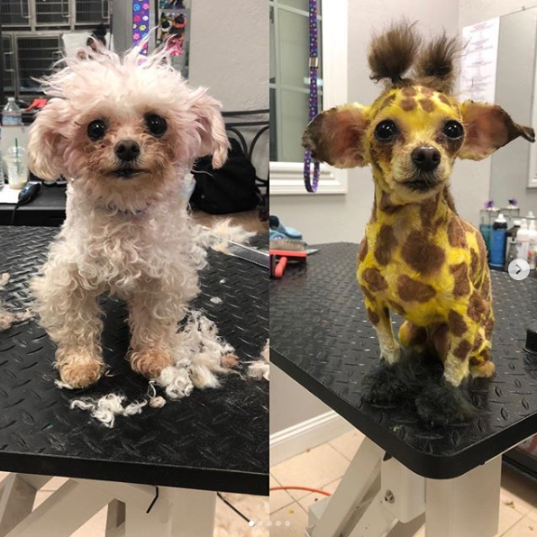 Groomer Katrina Short turns another dog into a giraffe