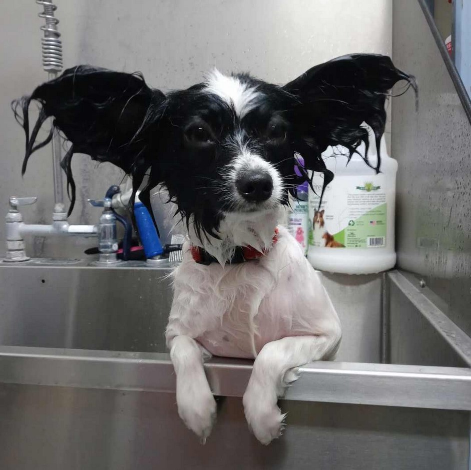 Papillion in the grooming tub