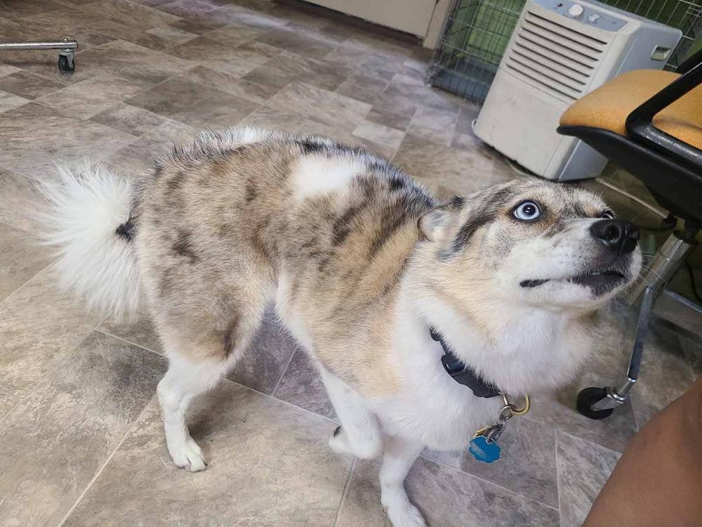 Dakota showing the following signs of stress: low posture, tail is down, ears are back, mouth is tight, and her paw is lifted.