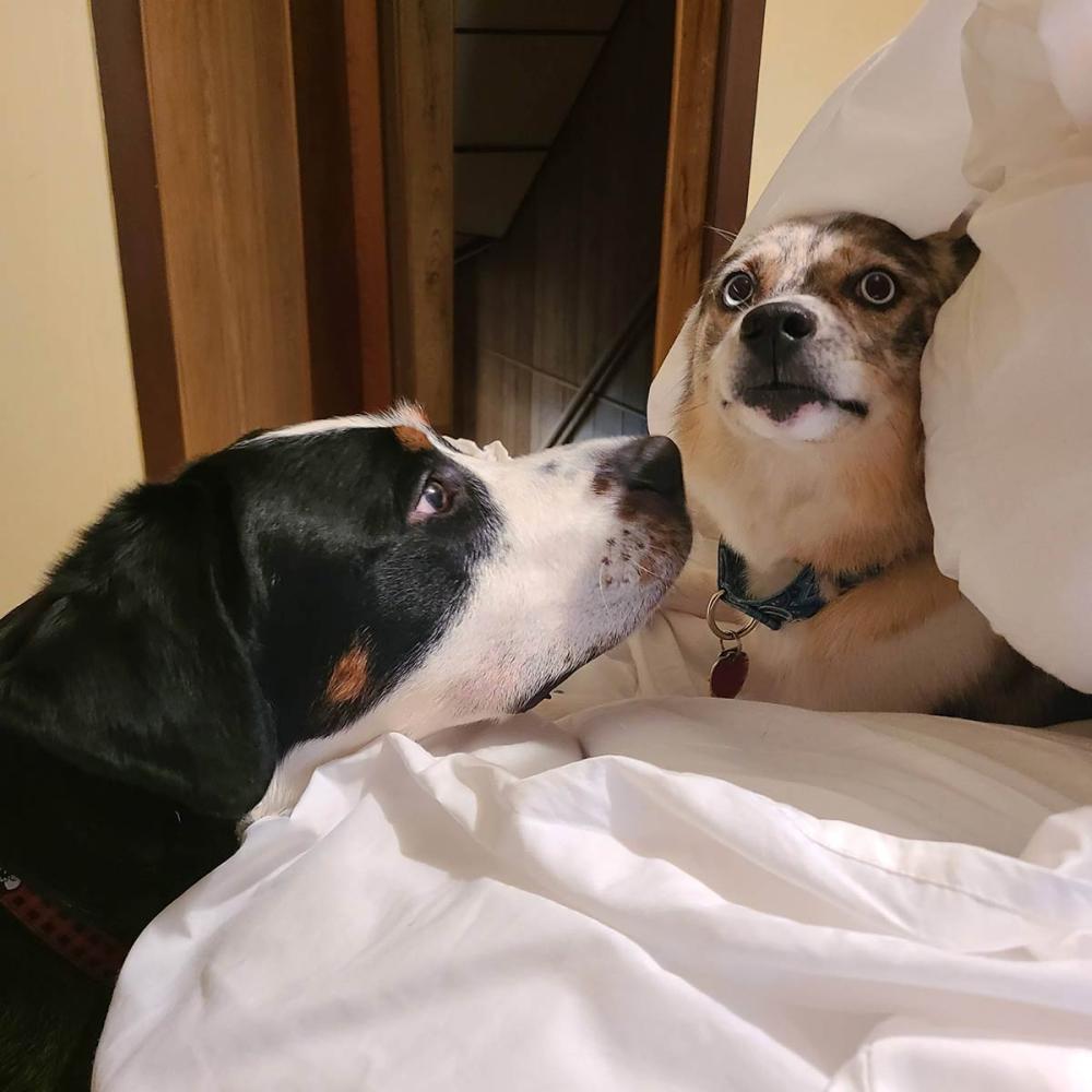 Dakota displaying the stress signs of tight mouth, ears back, and looking away. The other dog in the image did need human guidance to learn to give her space