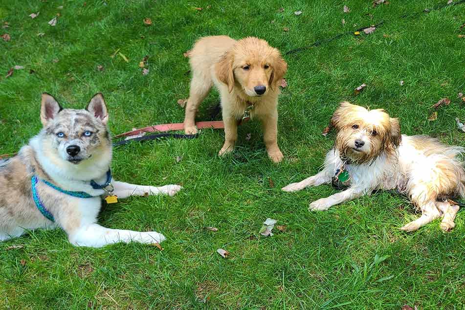 Dakota, Mal, and Millie are all showing relaxed body language.