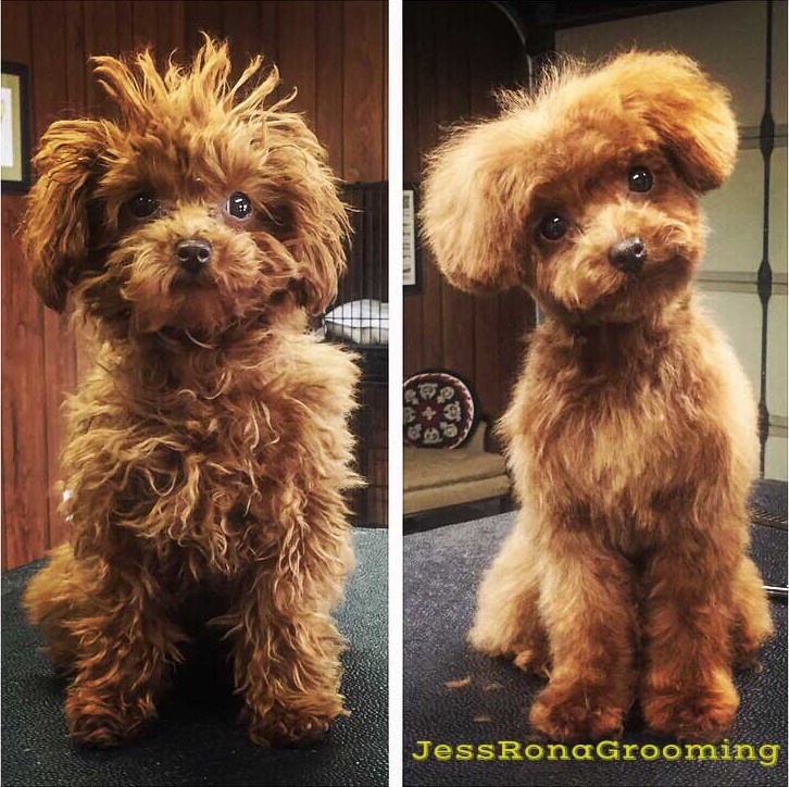 Katy Perry's dog, Nugget, after her first groom with Jess Rona (right)