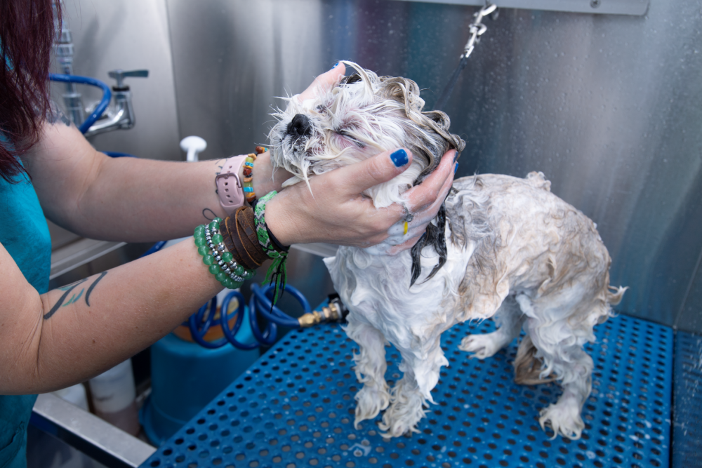 Groomer washing dog with Fresh 'n Clean Shampoo