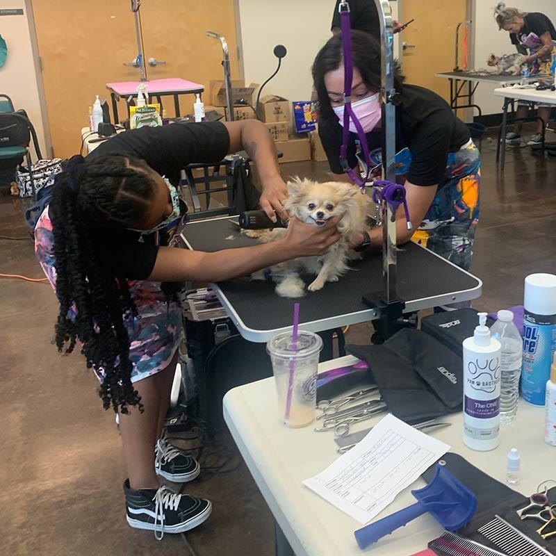 Groomers working on a chihuahua on the 2021 Pup Relief Tour