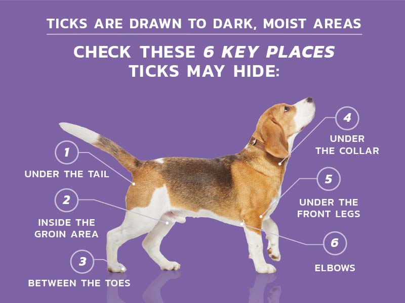 Ticks are drawn to dark, moist areas check these 6 key places ticks may hide