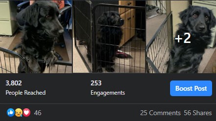 Stats on Facebook Post for Lost Dog